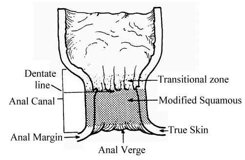 anal_anatomy.jpg (16918 bytes)