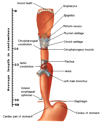 Oesophagus Labelled Diagram