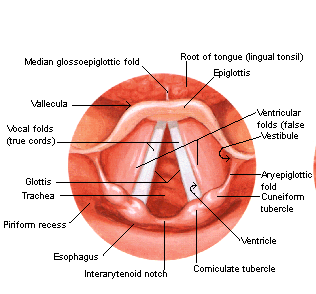 Anatomy Of Glottis Whole Organ Serial Sections Of Supraglottis upper Anatomy Of Glottis Whole Organ Serial Sections Of Supraglottis upper