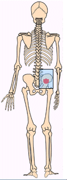 bone.gif (17961 bytes)