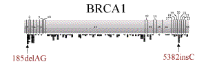 braca_gene.gif (4827 bytes)