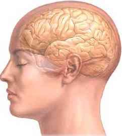 brain_lateral_adam.jpg (5050 bytes)