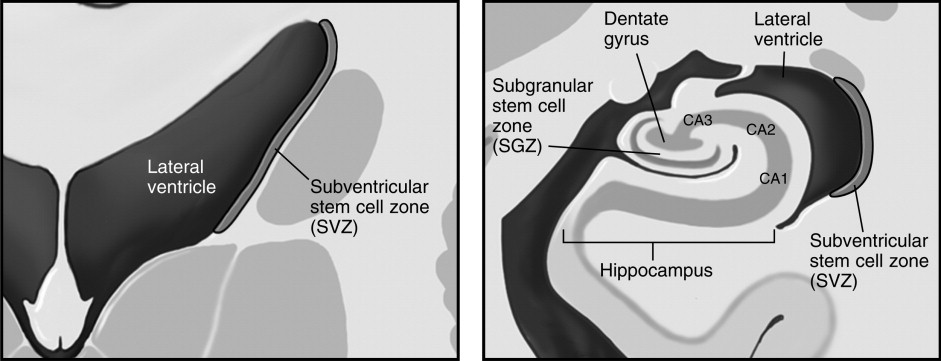 brain_stem_cell_807.jpg (57510 bytes)
