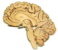 brainatlas.jpg (4862 bytes)