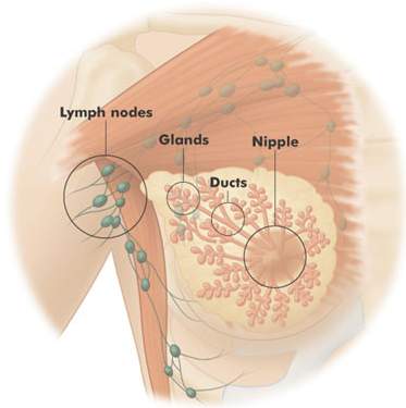 breast_fareston_anatomy.jpg (13659 bytes)