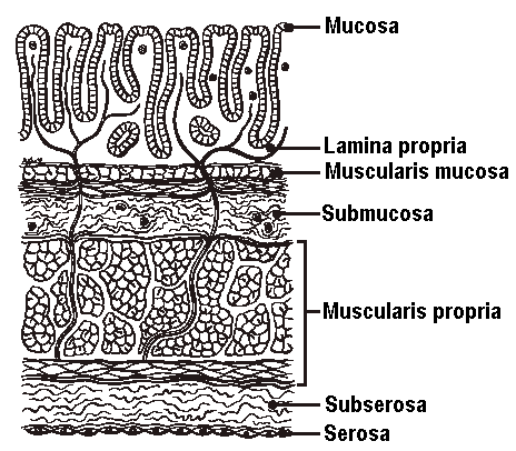 colon_stage.gif (13850 bytes)