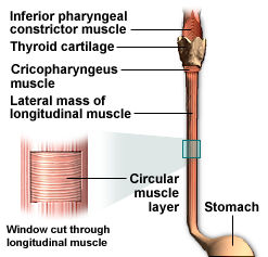 esoph2.jpg (14672 bytes)