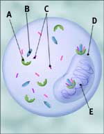 estrogen_receptors.jpg (4324 bytes)