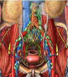 female_nodes.jpg (10032 bytes)