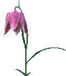 flower.gif (4995 bytes)