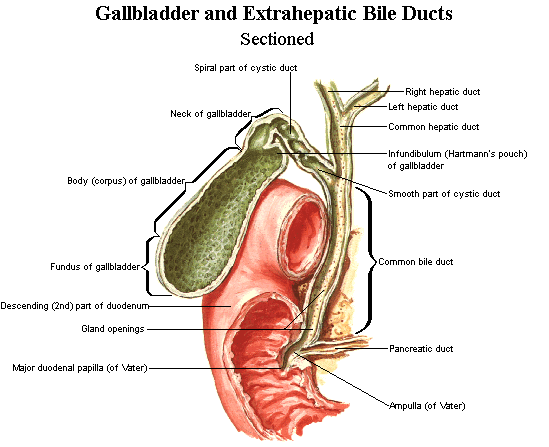 gallbladder cancer symptoms. Gallbladder Cancer