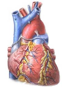 heart_adam.jpg (10154 bytes)