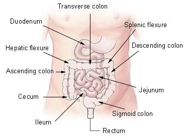 illu_intestine.jpg (14406 bytes)