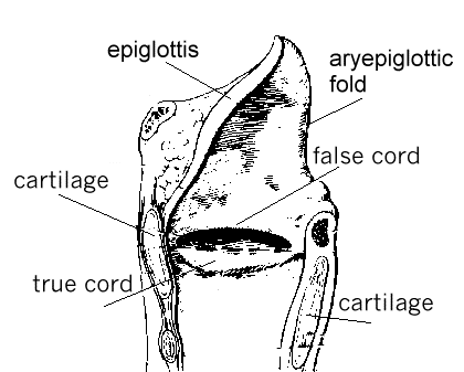 lung1.gif (9841 bytes)