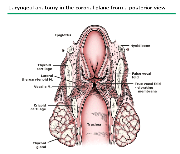 larynx anatomy