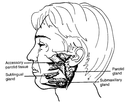 location_salivary_glands.gif (17338 bytes)