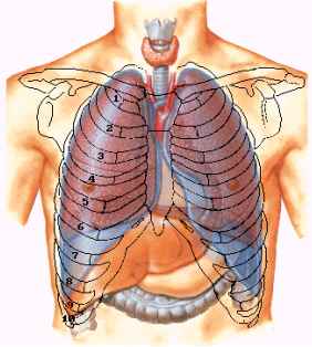 lung_front.jpg (13948 bytes)