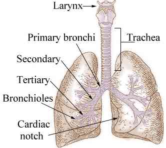 lung_seer.jpg (12686 bytes)