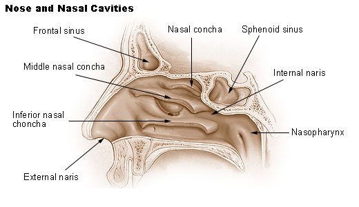 polyps in nose. nose and nasal cavity