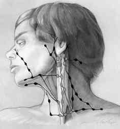 neck_nodes.jpg (4839 bytes)