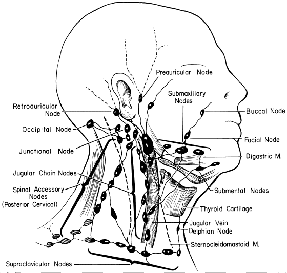 nodes in neck. Neck middot; Neck Nodes
