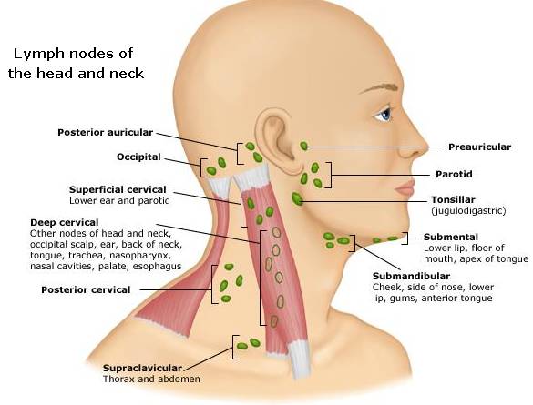 nodes in neck. Neck middot; Neck Nodes middot; Neck Nodes