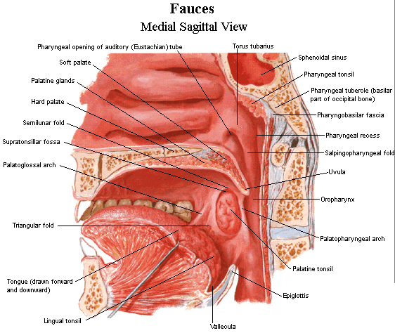 Anatomy Of The Tongue And Throat 100