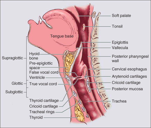 Anatomy Of Neck And Throat 45