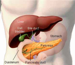 pancreasanatomy.jpg (10666 bytes)