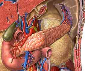 pancreasanatomy1.jpg (10666 bytes)