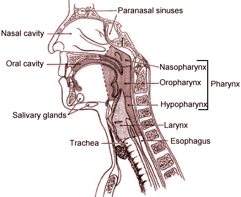 Anatomy Of The Throat And Neck 36