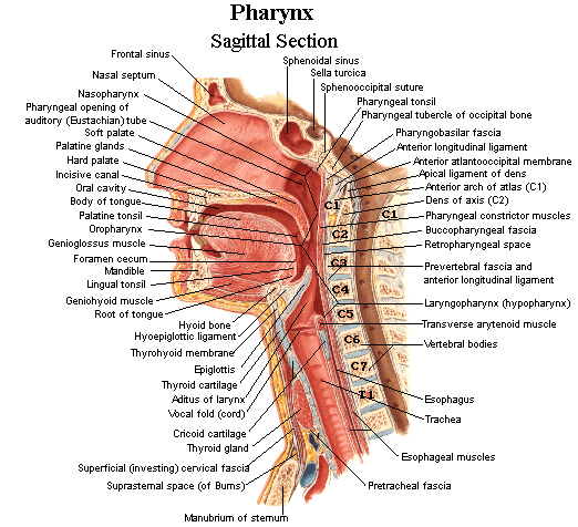 Anatomy Of The Throat And Neck 21
