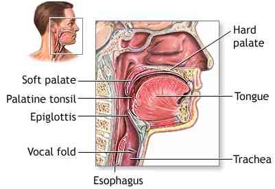 phayrnx_anatomy_adam.jpg (12673 bytes)