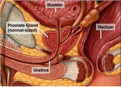 prostate_normal_mayo2.jpg (17797 bytes)