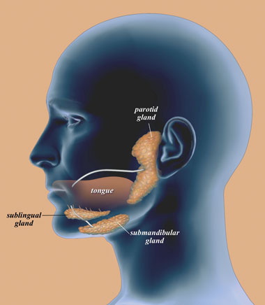 saliva_image1.jpg (21345 bytes)