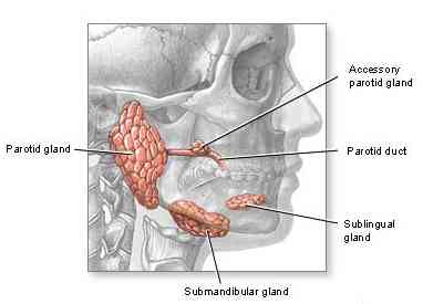 salivary_gland_adam.jpg (10137 bytes)