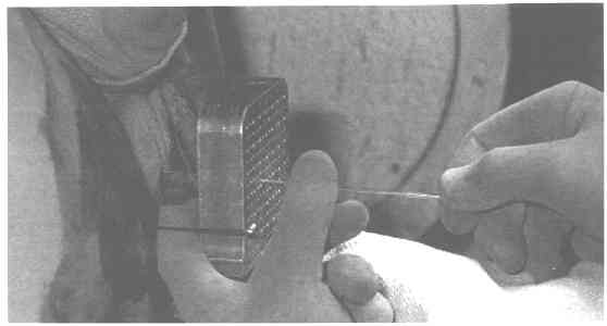 seed3.jpg (8846 bytes)