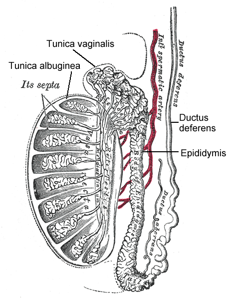 Testicular Anatomy