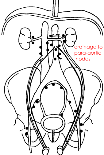 testicel_ajcc_form.gif (26101 bytes)