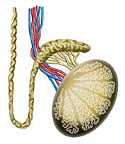 testicle.jpg (14559 bytes)