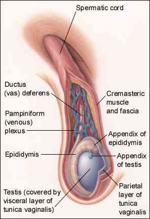 What contains testosterone