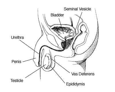 testicular_acs.gif (10244 bytes)