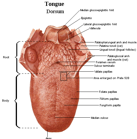 Anatomy Of The Tongue And Throat 2