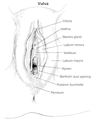 vulva1.gif (9197 bytes)